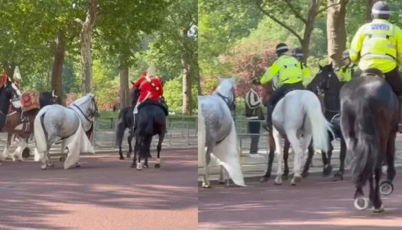 Chaos Near Buckingham Palace as Loose Horse Sparks Panic During Ceremony