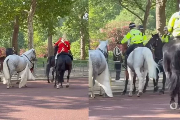 Chaos Near Buckingham Palace as Loose Horse Sparks Panic During Ceremony