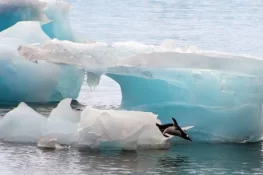 Scientists Warn Melting Antarctica Ice Could Release Toxic Mercury Into Food Chain