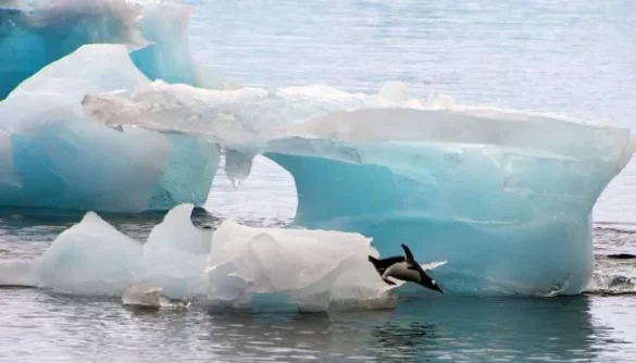 Scientists Warn Melting Antarctica Ice Could Release Toxic Mercury Into Food Chain