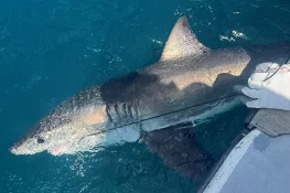 Scientists Turn to Sharks to Improve Hurricane Forecasts