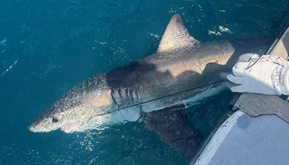 Scientists Turn to Sharks to Improve Hurricane Forecasts