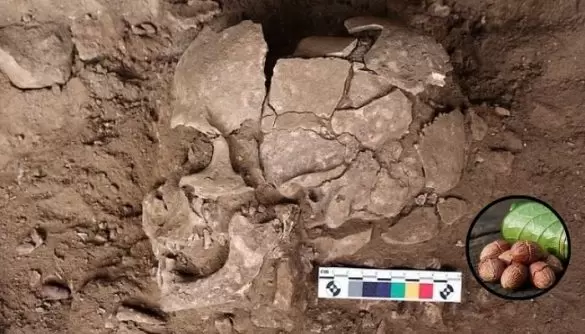 Scientists find evidence humans were using psychoactive plants 25,000 years ago