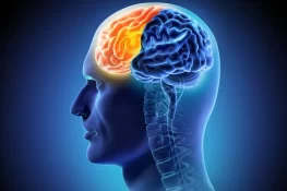 Scientists Discover Ancient Gene Linked to Human Brain Folds
