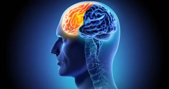 Scientists Discover Ancient Gene Linked to Human Brain Folds